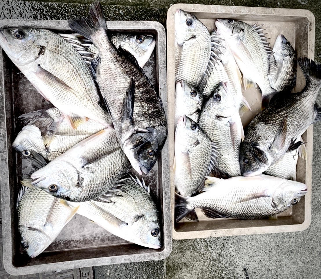 釣果ブログ ブレイクライン ボトムワインド チニング